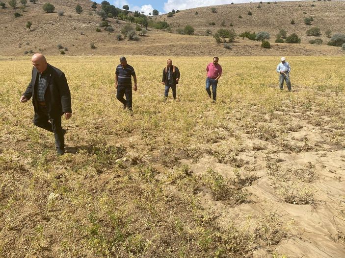 Karaman’da dolu yağışı nohut ekili alanlara zarar verdi