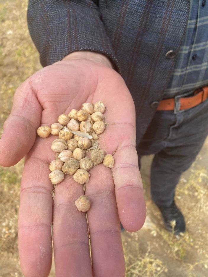 Karaman’da dolu yağışı nohut ekili alanlara zarar verdi