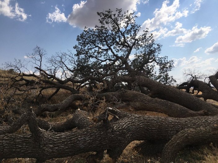 Kayseri'deki '7 kardeş' ağacına rivayetler nedeniyle kimse dokunmuyor