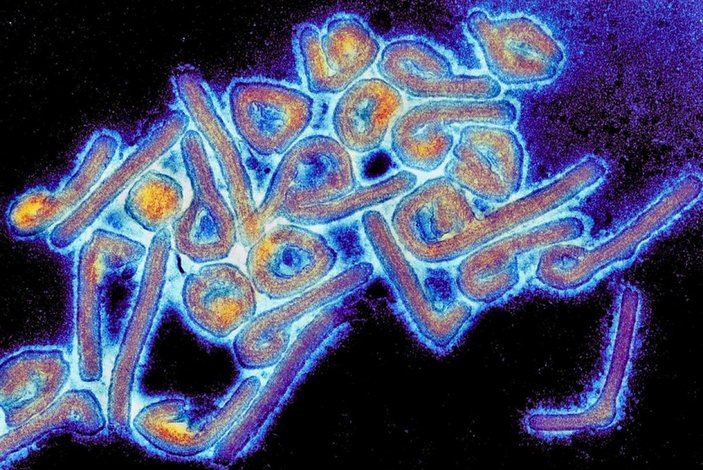 Marburg Humması virüsü Gine'de görüldü