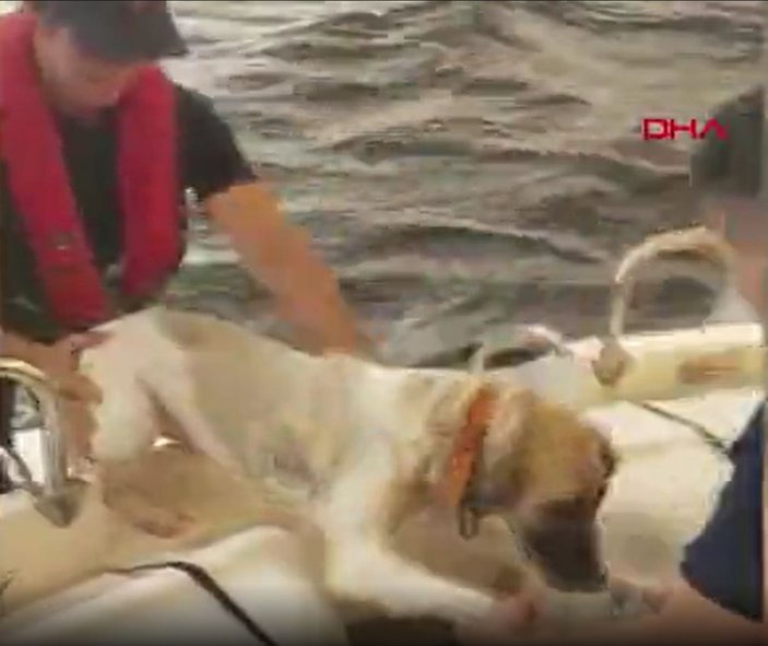 Muğla'da yangından kaçan köpek denize atladı