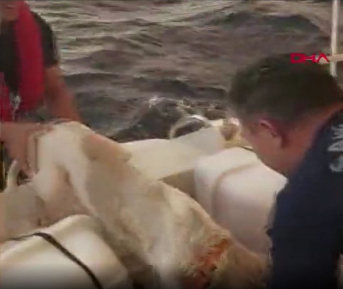 Muğla'da yangından kaçan köpek denize atladı