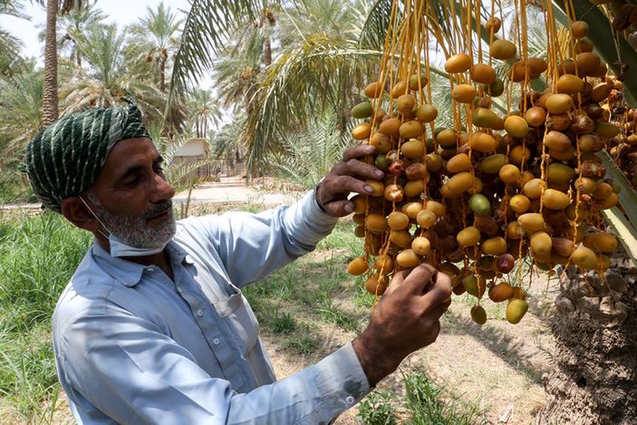 Suudi Arabistan'da hurma pazarı kuruldu