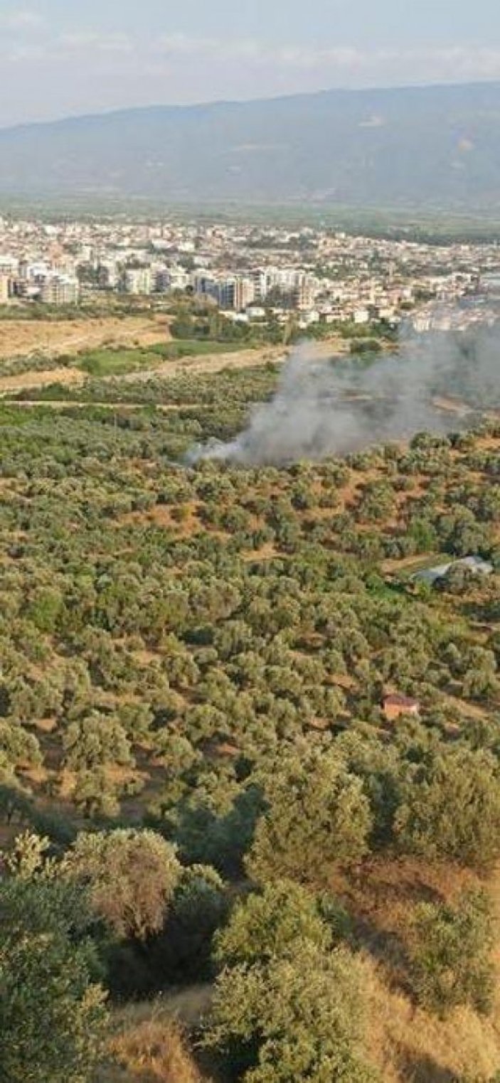 Aydın'da demir kesme makinesi 60 yıllık zeytin ağaçlarını yaktı