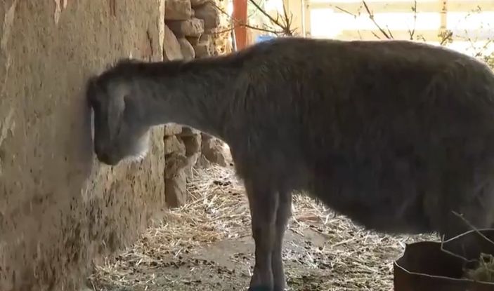 Yangın sırasında yavrusunu kaybeden anne keçinin içler acısı hali