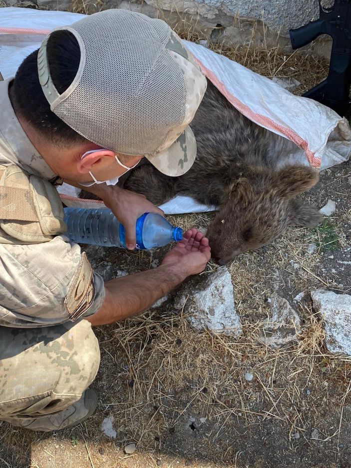 d Tunceli’de jandarma ekipleri, yavru ayıya elleri ile su içirdi