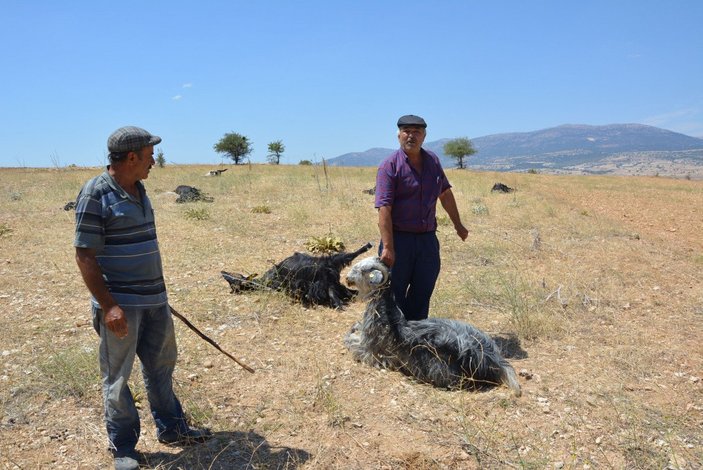 Antalya’da üre gübresi karıştırılmış yemi yiyen 25 keçi öldü