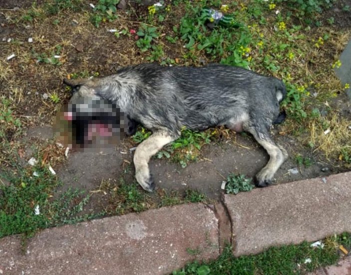 Kayseri'de gözleri oyulmuş ölü köpek bulundu