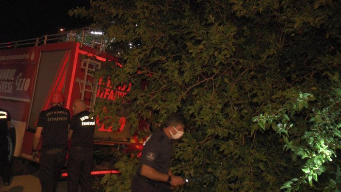 İstanbul'da dut ağacı arabanın üzerine devrildi