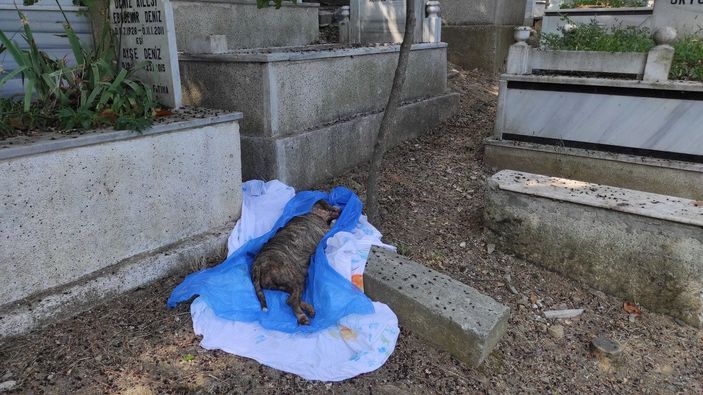 d Şişli'de panik: İnsan cesedi zannedildi, köpek ölüsü çıktı