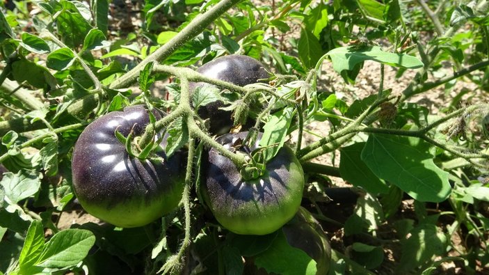 Isparta'da siyah domates üretildi