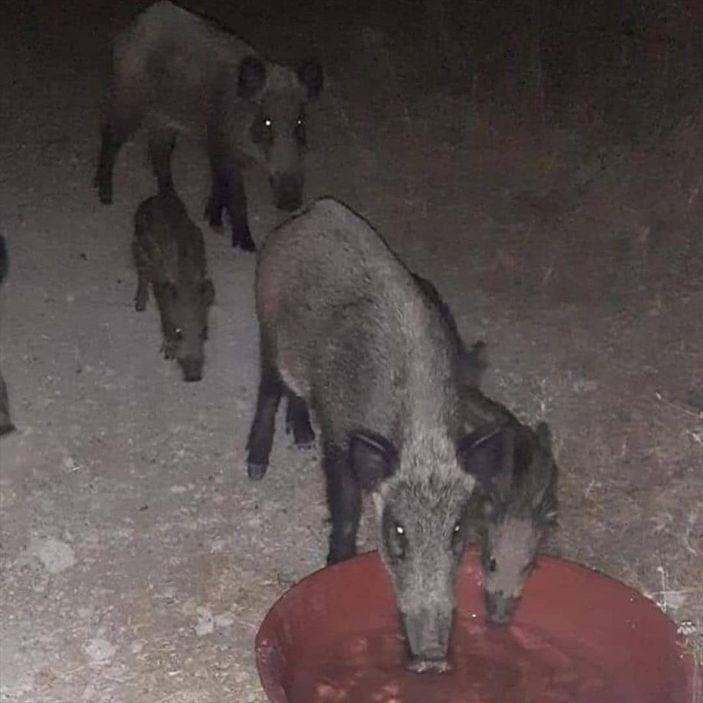 Marmaris'te yangından etkilenen hayvanlar bakımevine alındı