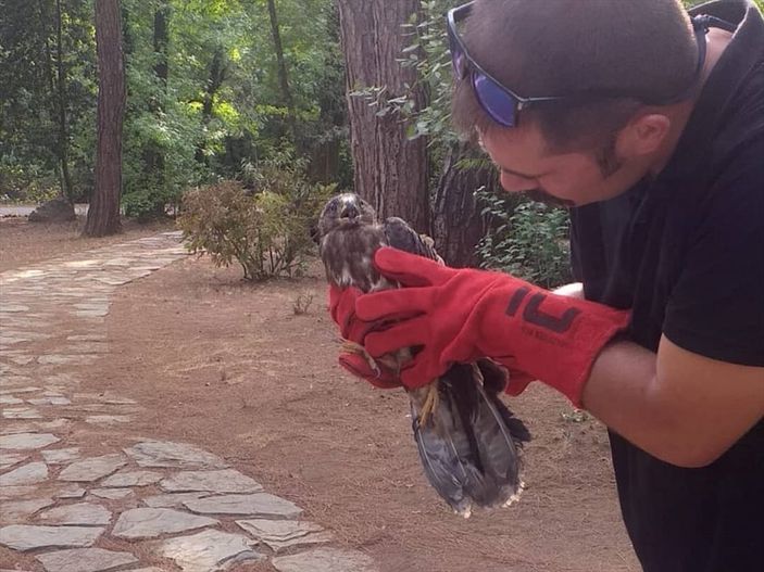 Marmaris'te yangından etkilenen hayvanlar bakımevine alındı