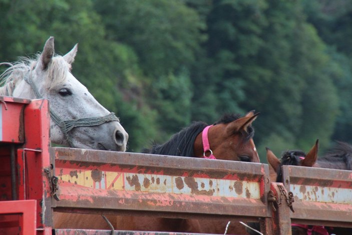 Artvin’de, tırın dorsesinde ölüme terk edilen atlar koruma altında