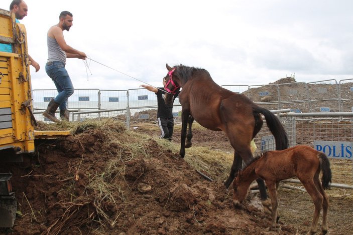 Artvin’de, tırın dorsesinde ölüme terk edilen atlar koruma altında