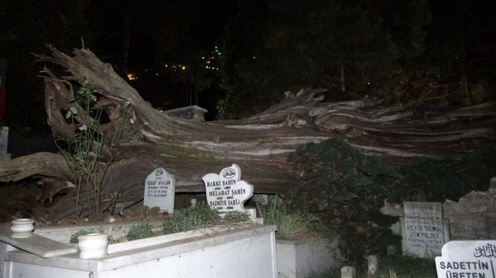 Bursa'da tarihi çınar ağacı, şehitliğe devrildi