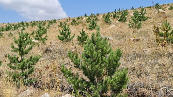 Erzurum'da 5 yıl önce ekilen ağaçlar kıraç toprakları yeşillendirdi