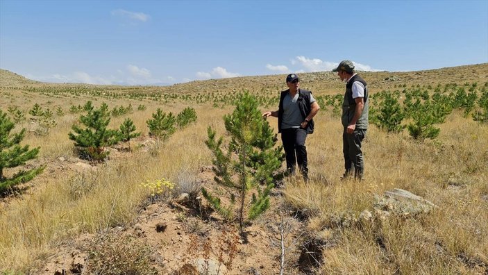 Erzurum'da 5 yıl önce ekilen ağaçlar kıraç toprakları yeşillendirdi