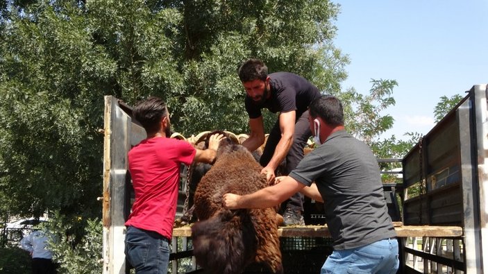 Muş'ta devlet destekli küçükbaş hayvan dağıtıldı