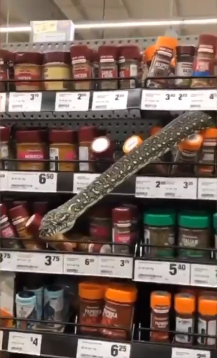 Avustralya'daki markette 3 metre boyunda yılan görüldü