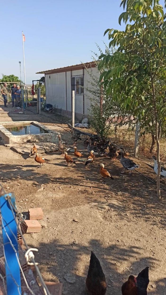 i Manisa’da kümesinde angut bulundu, cezayı yedi