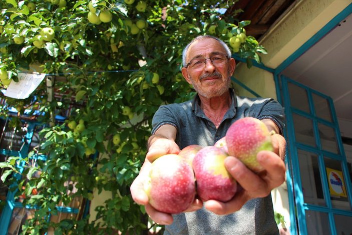 Amasyalı Hamdi Amca, bir ağaçta 6 çeşit elma yetiştirdi