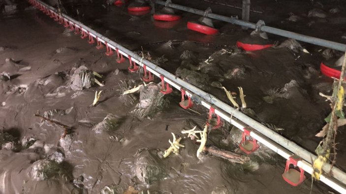Bartın'da yaşanan sel felaketinde 24 bin tavuk telef oldu