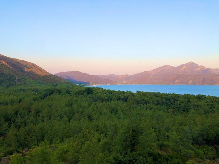 Muğla'da yanan ormanlar kendi kendine yeşeriyor