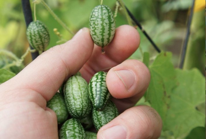 Dışı karpuz içi salatalık: Cucamelon meyvesinin faydaları