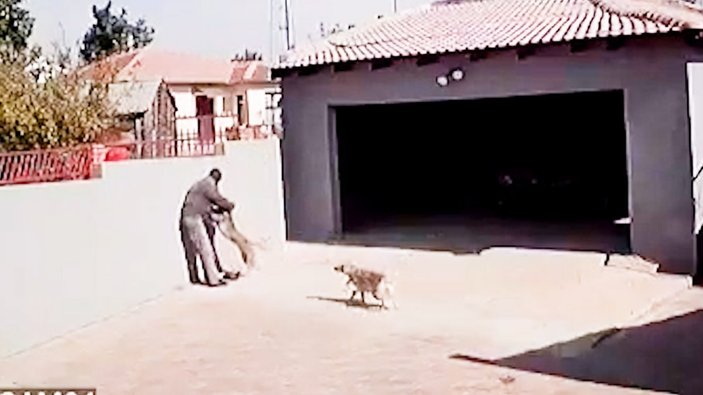 Afrika’da, hırsızın pitbull saldırısına uğradığı anlar kamerada