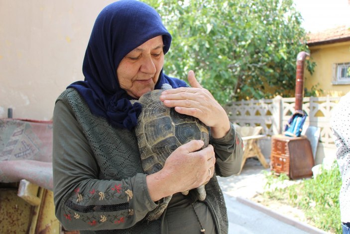 Amasya'daki Zekiye Teyze, 3 kaplumbağaya bakıyor