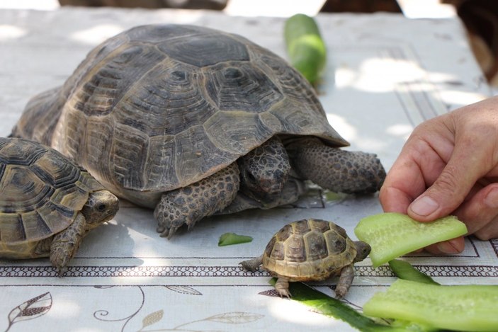 Amasya'daki Zekiye Teyze, 3 kaplumbağaya bakıyor