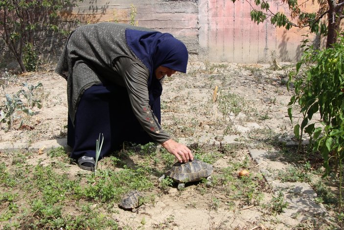 Amasya'daki Zekiye Teyze, 3 kaplumbağaya bakıyor