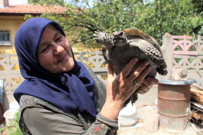 Amasya'daki Zekiye Teyze, 3 kaplumbağaya bakıyor
