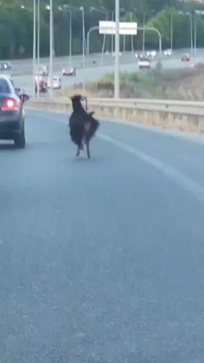 Bursa'da otobana çıkan keçi, sürücülere zor anlar yaşattı