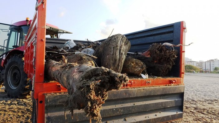 Sinop'taki tomruklar Samsun sahillerinde: 200 km sürüklendiler