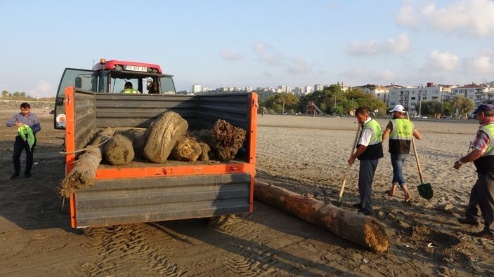 Sinop'taki tomruklar Samsun sahillerinde: 200 km sürüklendiler