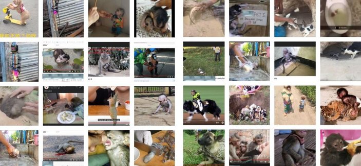 Sosyal medya şirketleri, hayvanlara işkence videolarından milyonlar kazanıyor