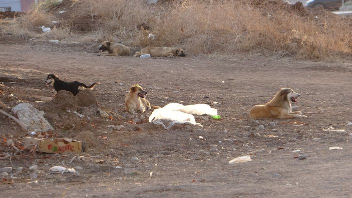 Adana’da sokak köpekleri, 13 yaşındaki çocuğun ölümüne neden oldu