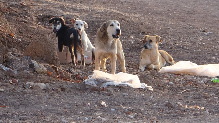 Adana’da sokak köpekleri, 13 yaşındaki çocuğun ölümüne neden oldu