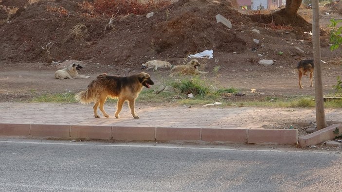 Adana’da sokak köpekleri, 13 yaşındaki çocuğun ölümüne neden oldu