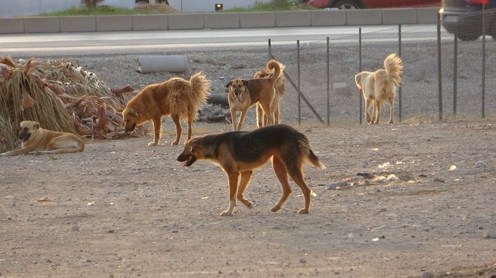 Adana’da sokak köpekleri, 13 yaşındaki çocuğun ölümüne neden oldu