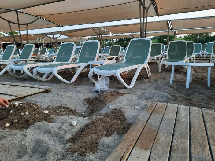 Antalya’da bir otelin ahşap bandı, 60 caretta carettayı öldürdü