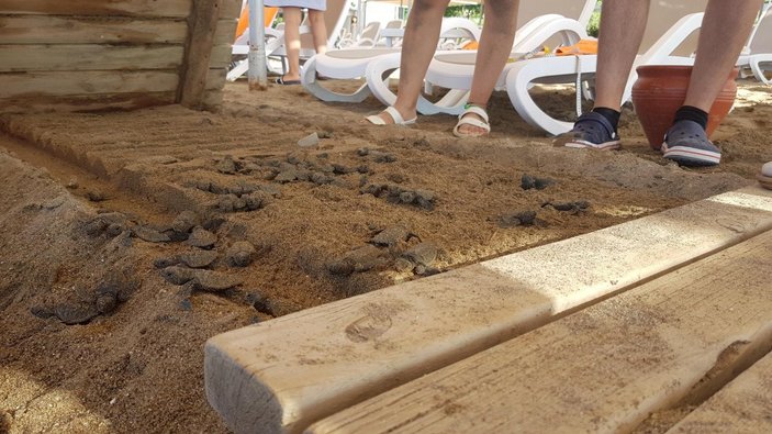 Antalya’da bir otelin ahşap bandı, 60 caretta carettayı öldürdü