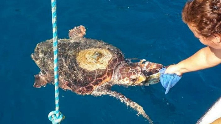 Muğla’da denize giren kadını caretta caretta ısırdı