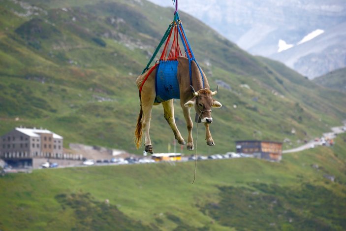 İsviçre'de yaralanan inekler, helikopterle meradan alındı