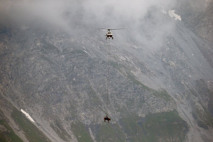 İsviçre'de yaralanan inekler, helikopterle meradan alındı