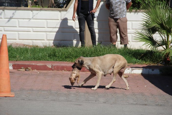 Antalya’da 5 yavru köpek, yakılmış ve darbedilmiş halde ölü bulundu