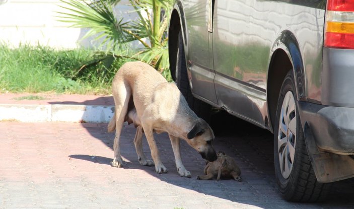 Antalya’da 5 yavru köpek, yakılmış ve darbedilmiş halde ölü bulundu