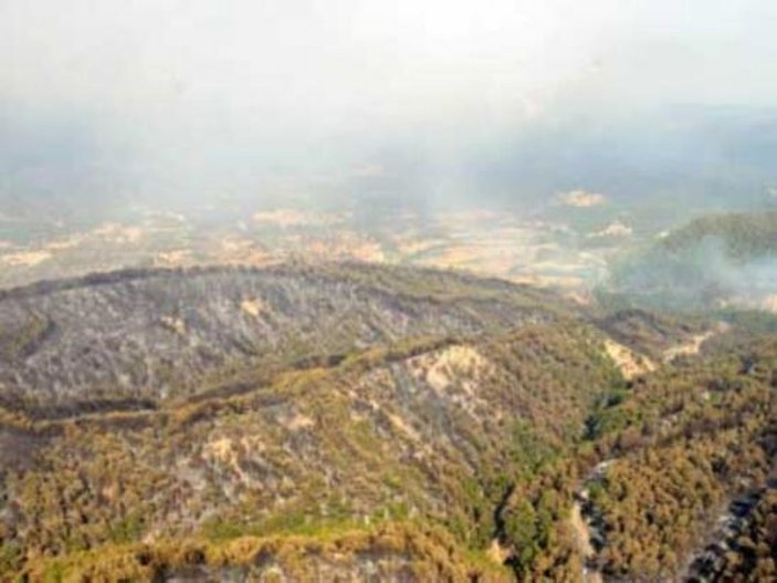 Manavgat'ta 2008 yılında yanan ormanlar yeniden yeşillendi